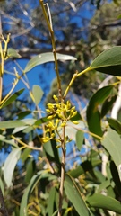 Eucalyptus fastigata