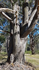 Eucalyptus fastigata