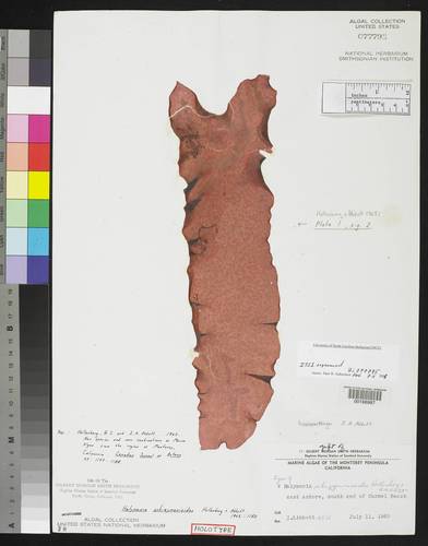 Halymenia schizymenioides