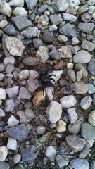 Sphodros niger