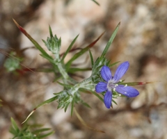 Eriastrum sapphirinum