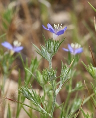 Eriastrum sapphirinum