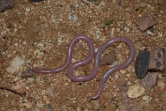 Rena humilis cahuilae