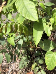 Polyscias australiana