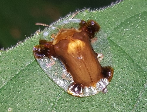 Syngambria bisinuata