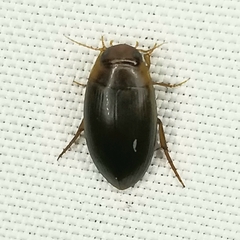 Copelatus chevrolati