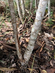 Polyscias australiana