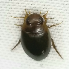 Copelatus chevrolati