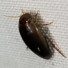 Copelatus chevrolati