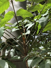 Polyscias australiana