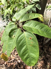 Polyscias australiana