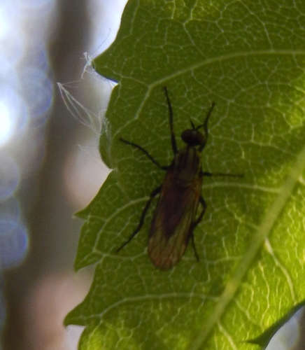 Hilara quadrifasciata