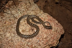 Arizona elegans occidentalis