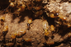 Nasutitermes corniger