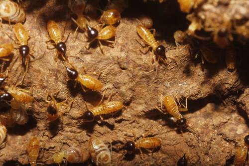 Nasutitermes nigriceps