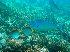 Naso tonganus