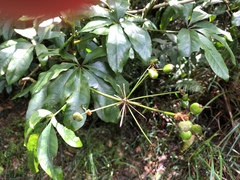 Mackinlaya macrosciadea