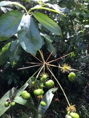 Mackinlaya macrosciadea