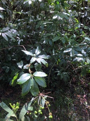 Mackinlaya macrosciadea
