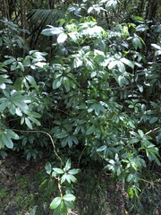 Mackinlaya macrosciadea