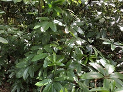 Mackinlaya macrosciadea