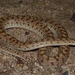 Arizona elegans eburnata - Photo (c) Tim Warfel,  זכויות יוצרים חלקיות (CC BY-NC), הועלה על ידי Tim Warfel
