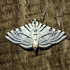 Conchylodes concinnalis