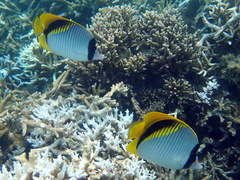Chaetodon lineolatus