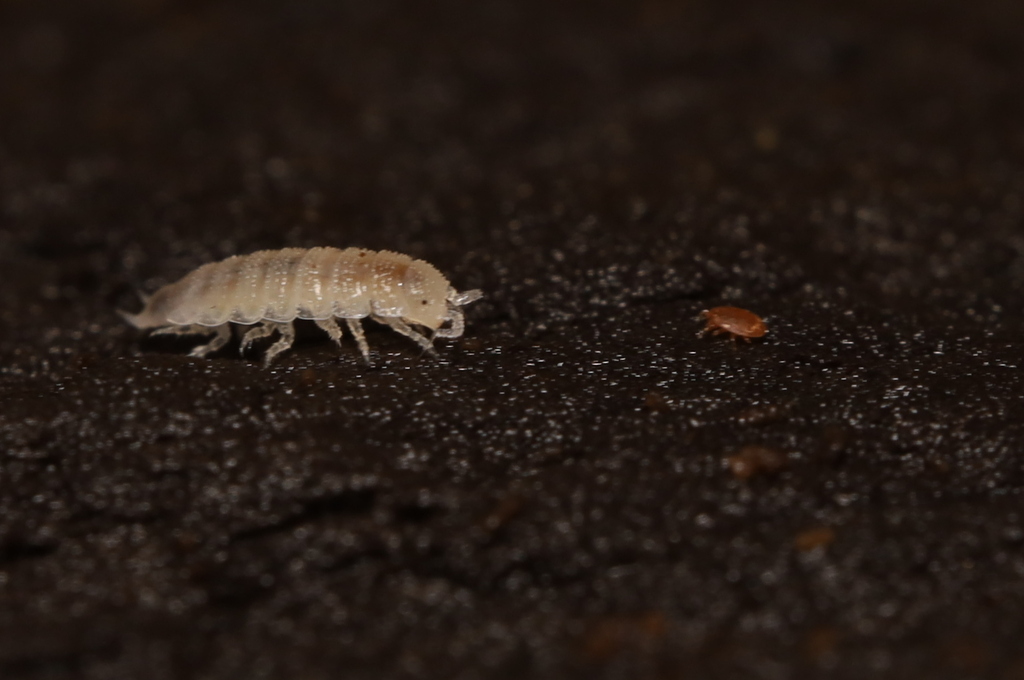 Miktoniscus patiencei