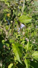 Solanum opacum
