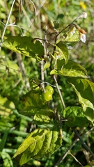 Solanum opacum