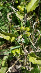 Solanum opacum