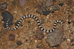 Sonora annulata