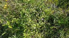 Solanum opacum