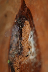 Isonychia bicolor