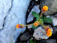 Packera pauciflora