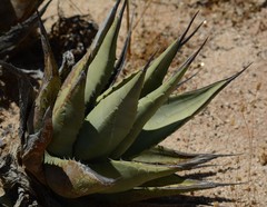 Agave deserti