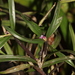 Scaphyglottis graminifolia - Photo (c) Vincent Rufray, algunos derechos reservados (CC BY-NC), subido por Vincent Rufray