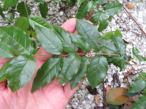 Image of Krugiodendron ferreum by (c) Ben Machado, some rights reserved (CC BY)