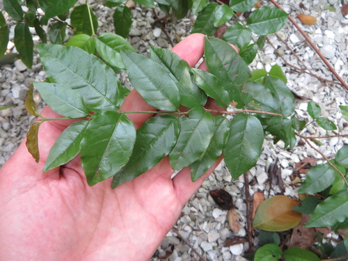 Image of Krugiodendron ferreum by (c) Ben Machado, some rights reserved (CC BY)
