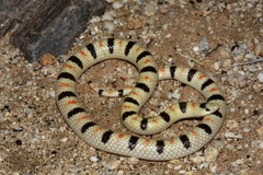 Sonora annulata