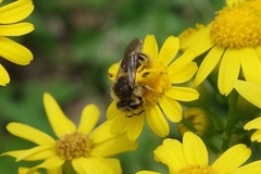 Andrena gardineri