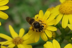 Andrena gardineri