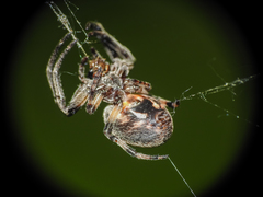 Larinioides