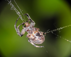 Larinioides