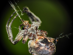 Larinioides