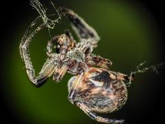 Larinioides