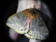 Automeris io