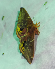 Automeris io