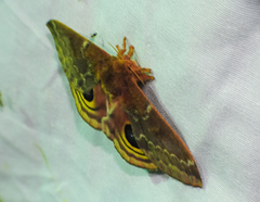 Automeris io